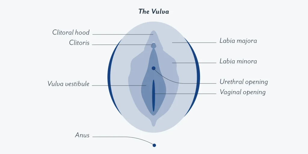 women and sex - structure of the vagina