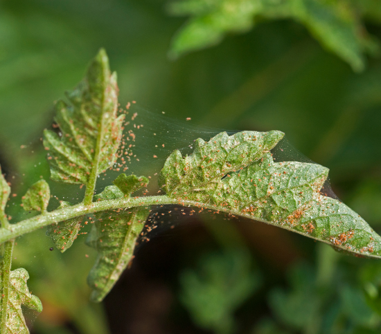 oak mites in chicago