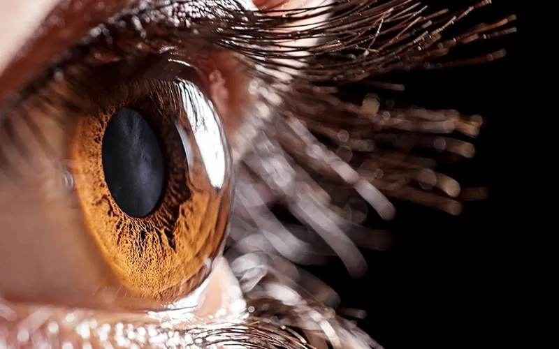 Cornea  