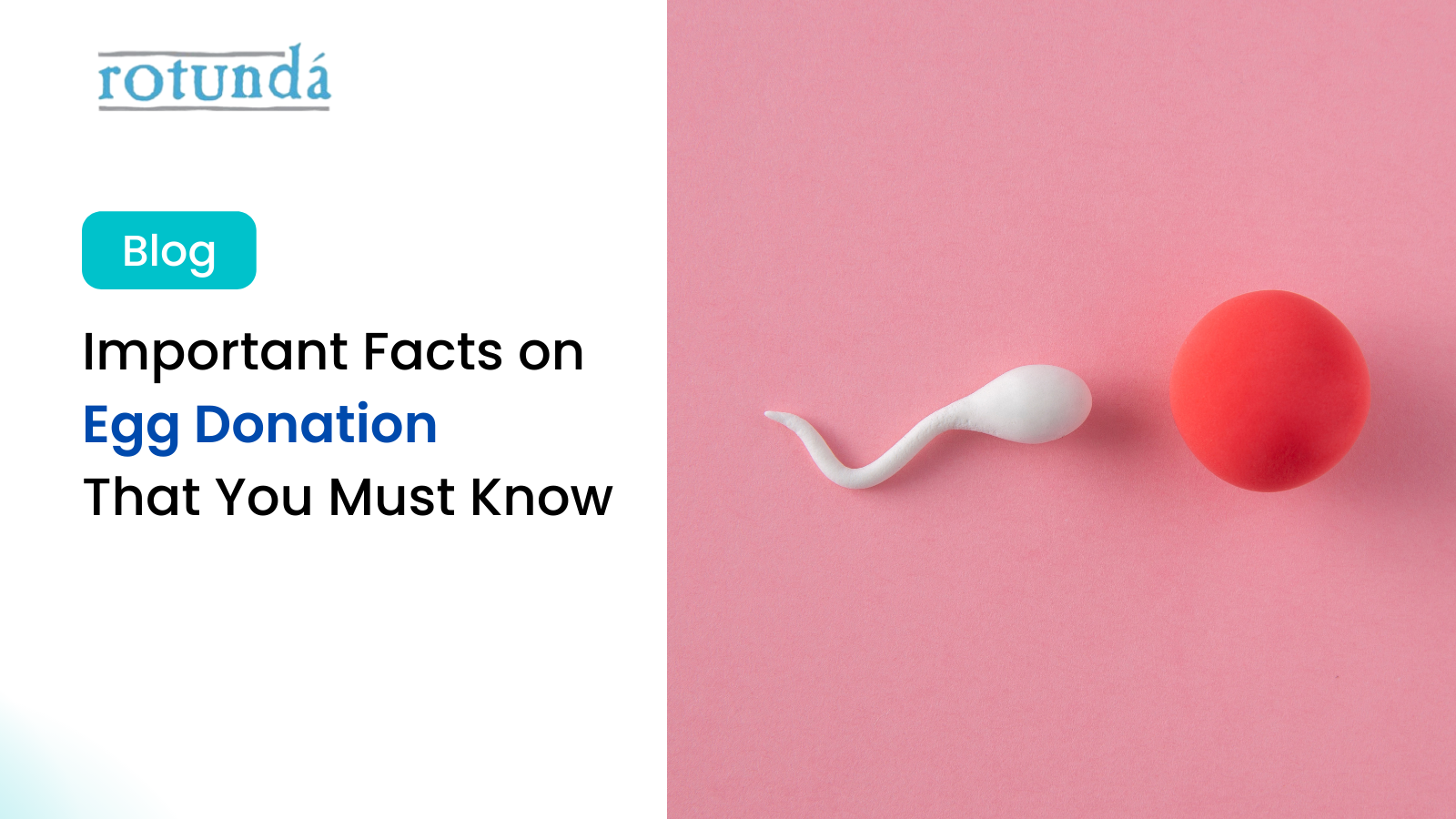 Important Facts on Egg Donation That You Must Know