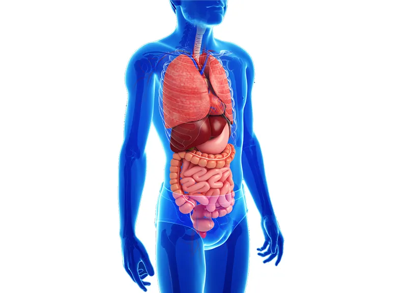 Anatomy and Function of a Child’s Digestive System