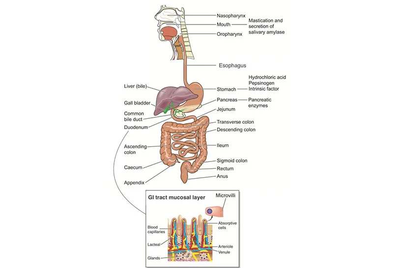 A Child’s Digestive System
