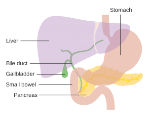 rash from the digestive system