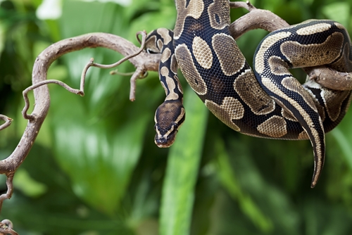 Scientists begin imitating snakeskin on surfaces to reduce friction