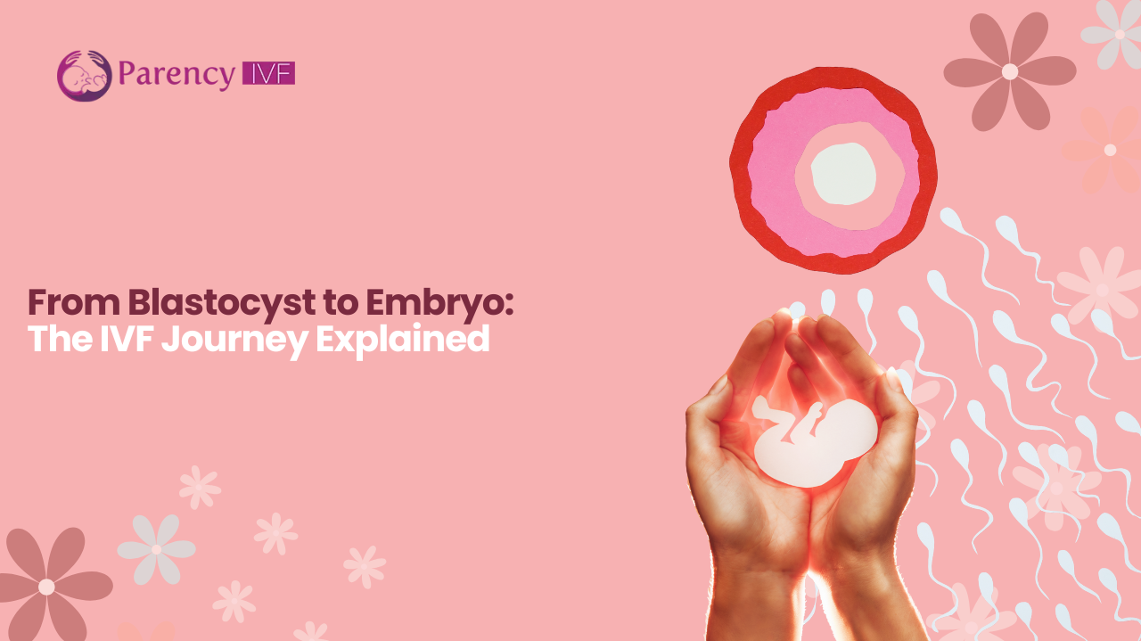 Blastocyst to Embryo: IVF Journey Guide