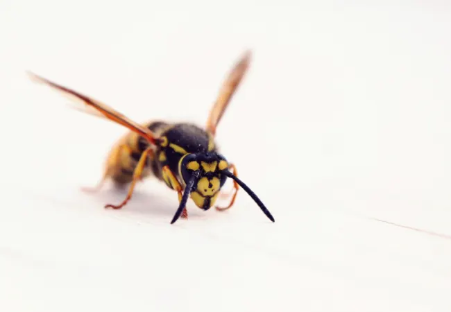 Common Insect Stings in Michigan — MI Express Urgent Care Canton & Ann Arbor MI
