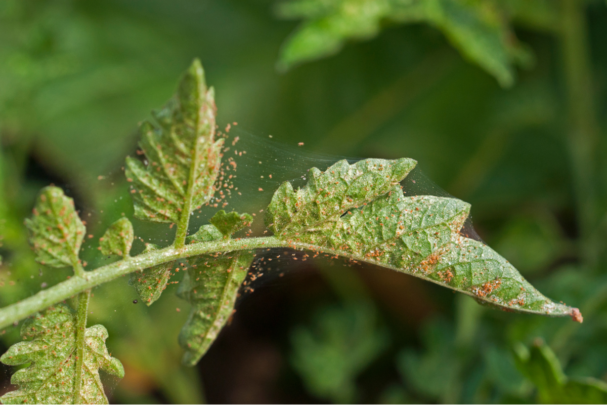 What Are Oak Mite Bites?