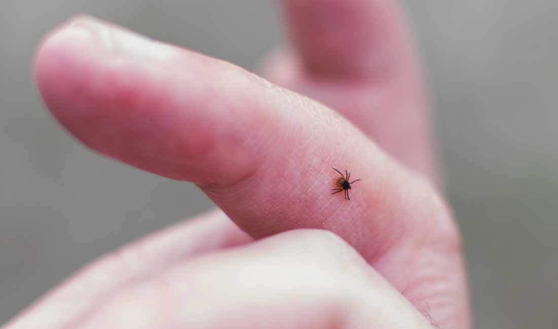 What Are Tick Bites?