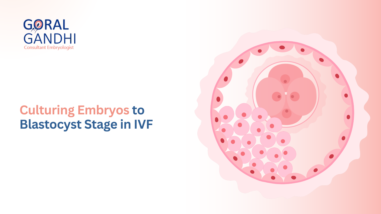 How Embryologists Culture Embryos to the Blastocyst Stage for IVF Success