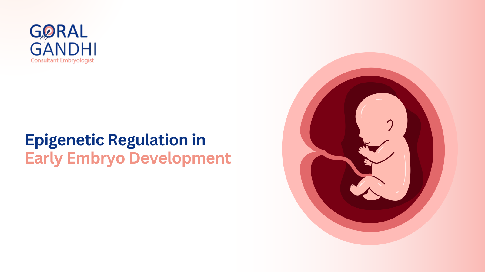 Stages of Embryonic Development in IVF Made Simple