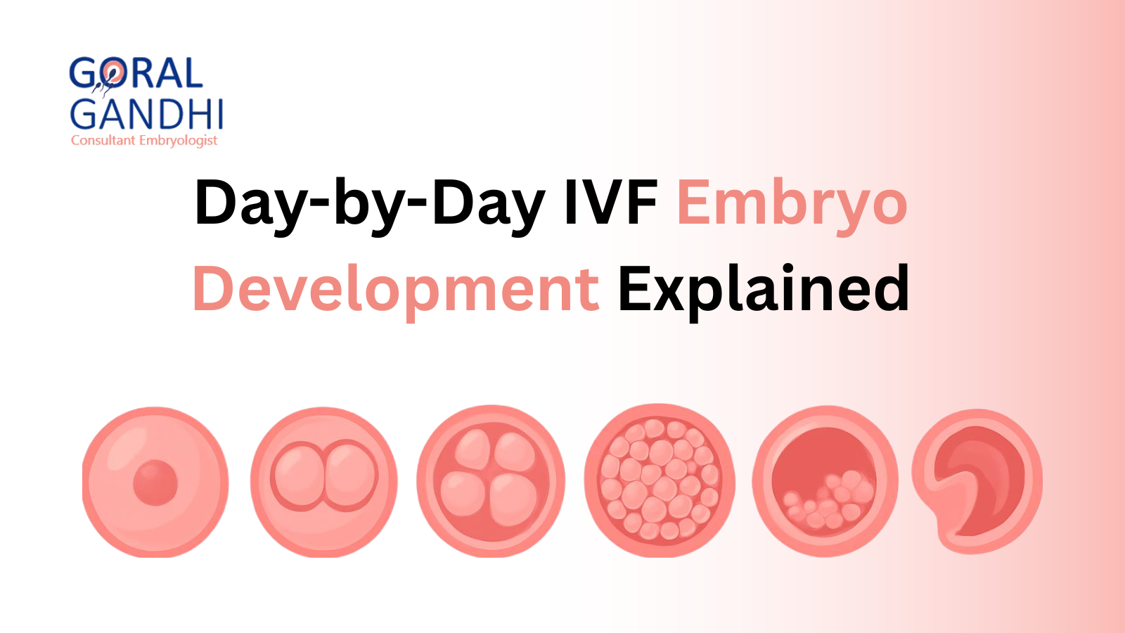 Day-by-Day IVF Embryo Development Explained