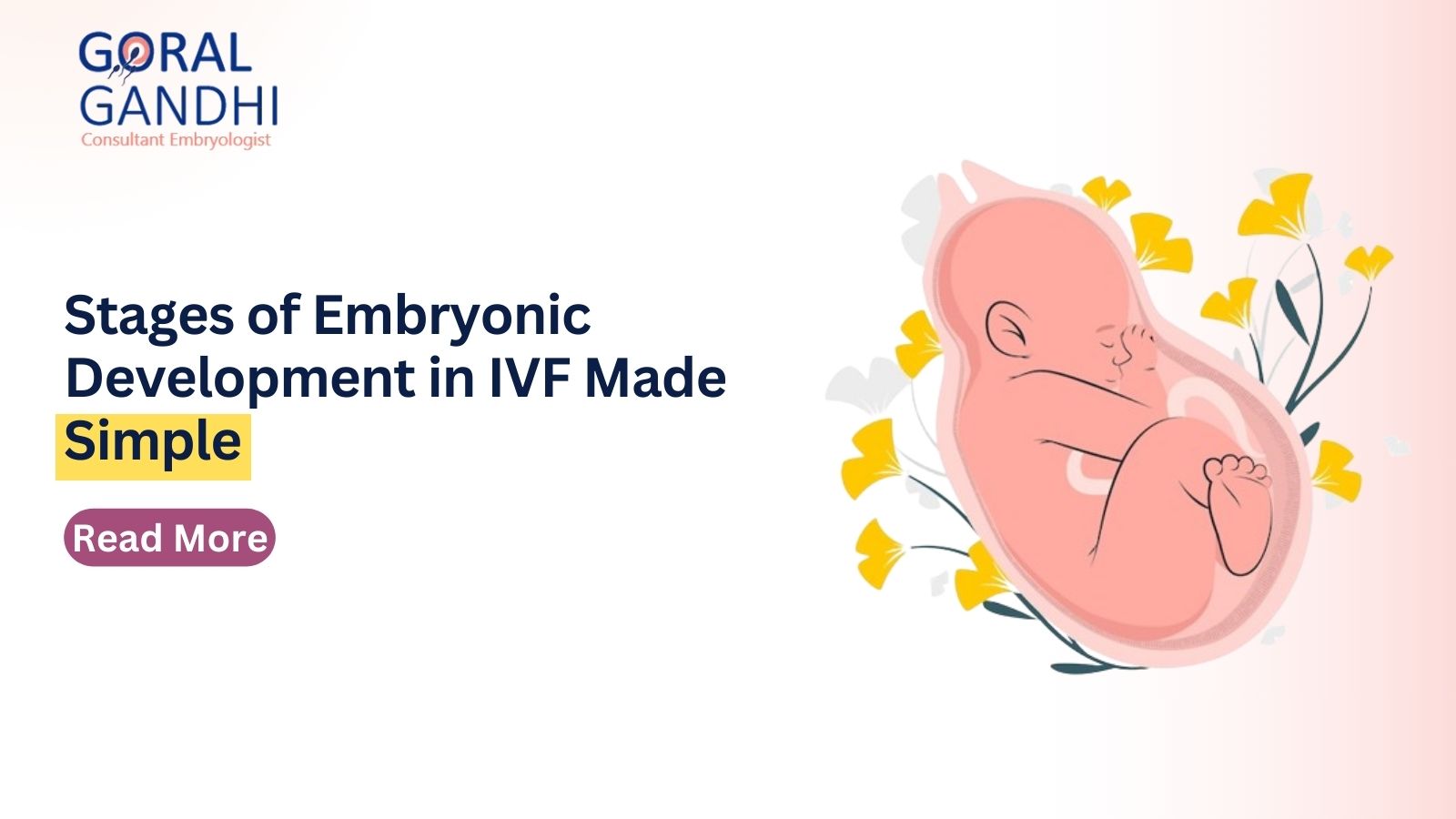 Stages of Embryonic Development in IVF Made Simple