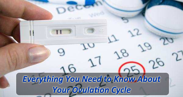 Everything You Need to Know About Your Ovulation Cycle