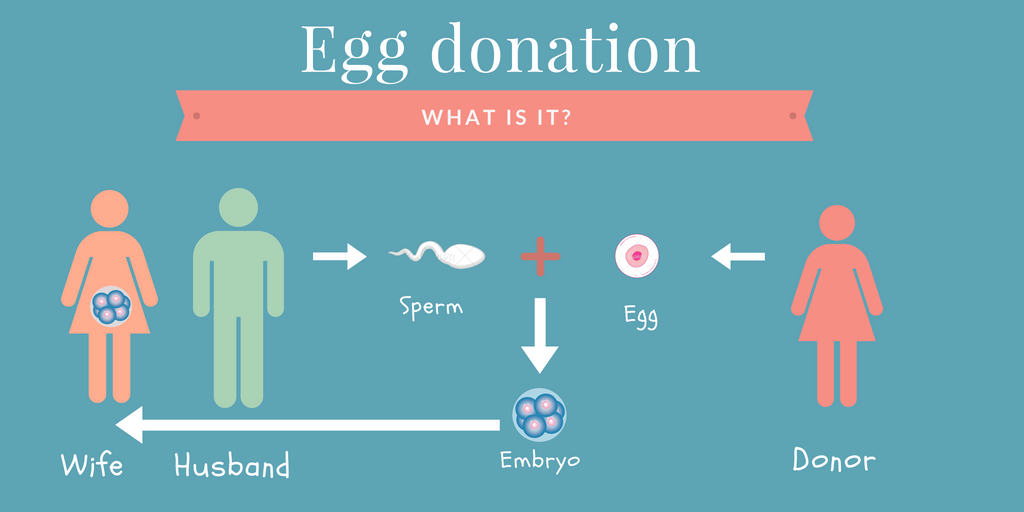 What is the Egg Donation Process and How does it Work?