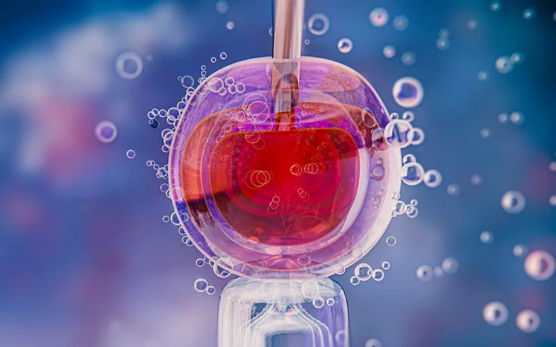 IVF (In Vitro Fertilisation)