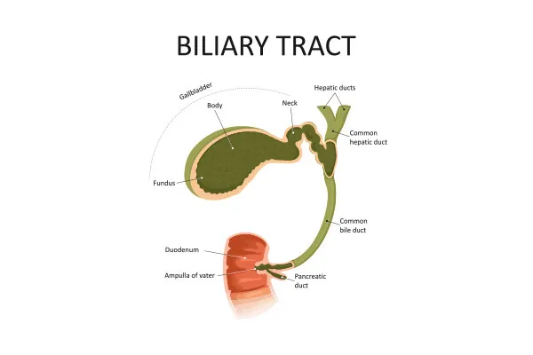 How Does Biliary Drainage Work?